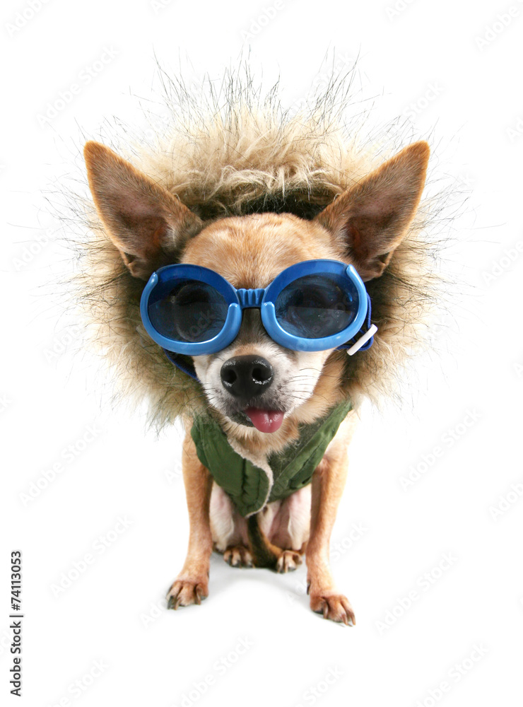 a cute chihuahua with a winter coat and goggles on