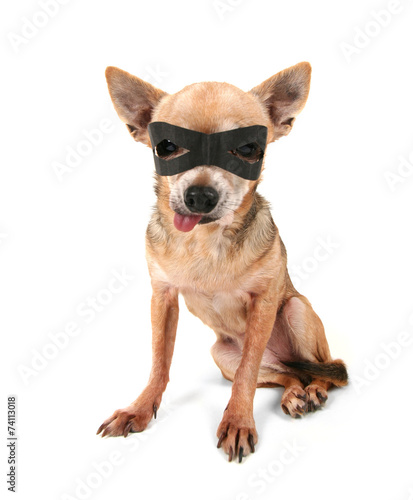 a cute chihuahua with a black mask on