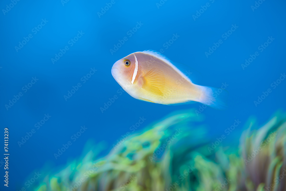 anemonefish anemonefish