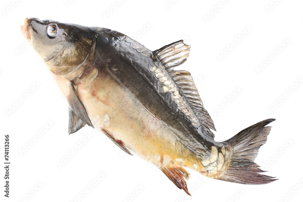 Fresh carp fish isolated on white Fresh carp fish isolated on white