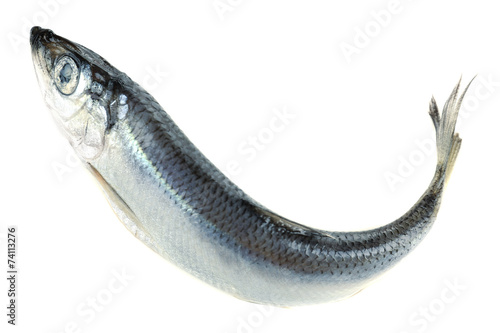 Photography Fresh fish isolated on white