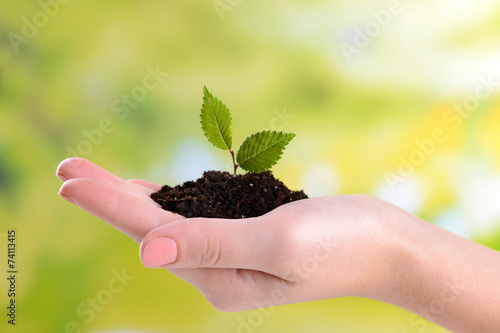 Plant in hand on bright background