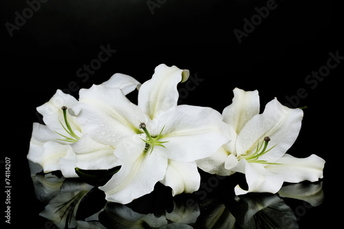 Fototapeta Naklejka Na Ścianę i Meble -  Beautiful lily isolated on black