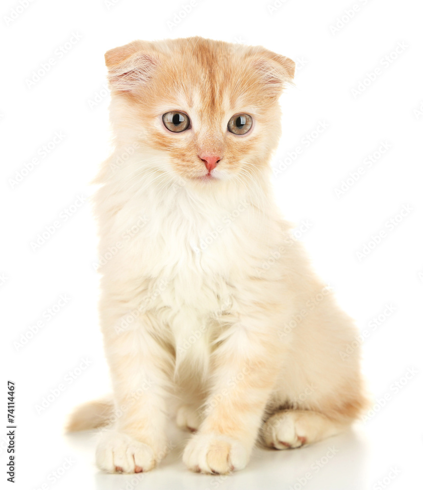 Cute little Scottish fold kitten, isolated on white