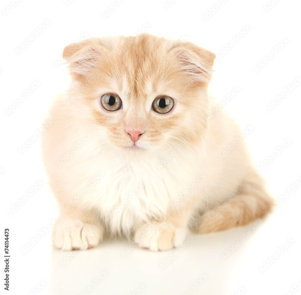 Cute little Scottish fold kitten, isolated on white Cute little Scottish fold kitten, isolated on white