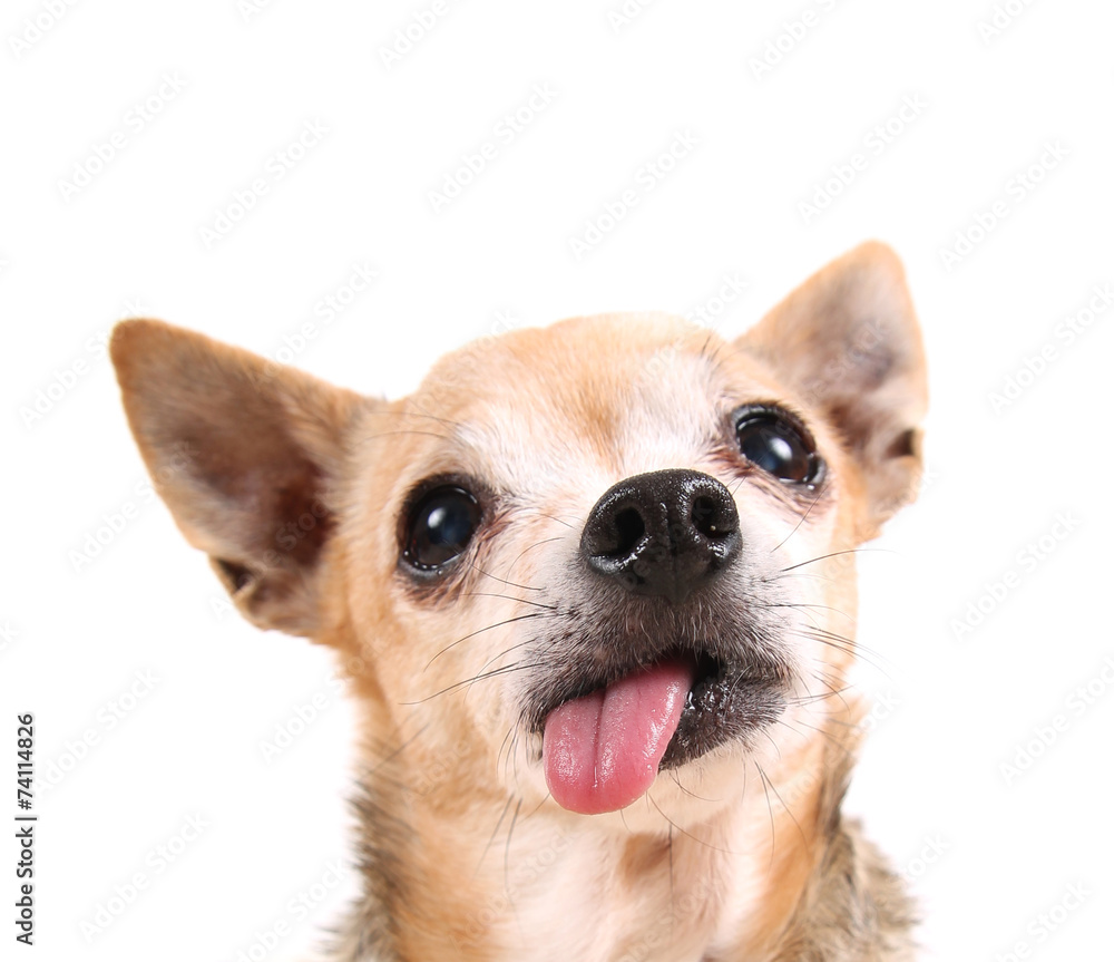 Silly chihuahua hotsell