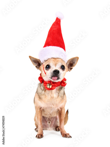 a chihuahua with a red santa hat on © annette shaff