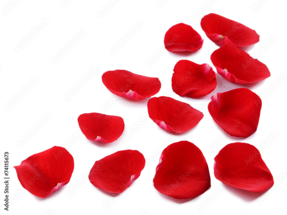 Red rose petals isolated on white Red rose petals isolated on white