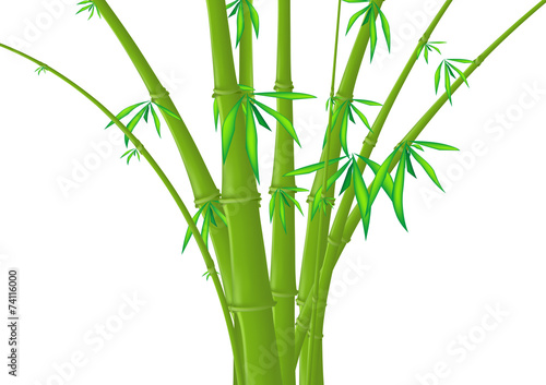       bamboo