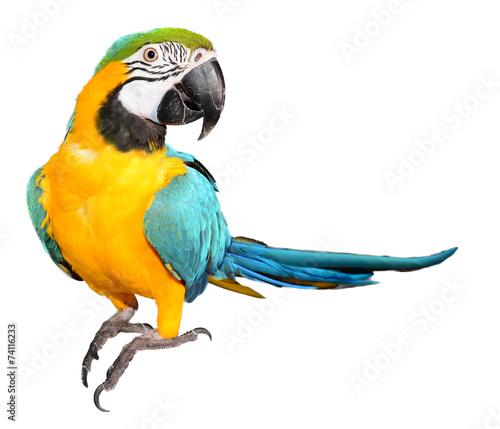 Fotografie, Obraz Blue and Gold Macaw