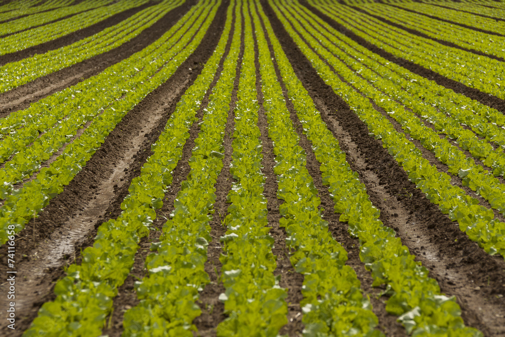 green cabbage plant field outdoor in summer green cabbage plant field outdoor in summer