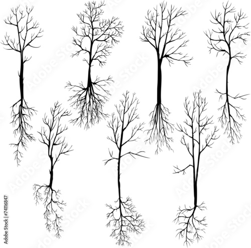 set of different winter trees and roots