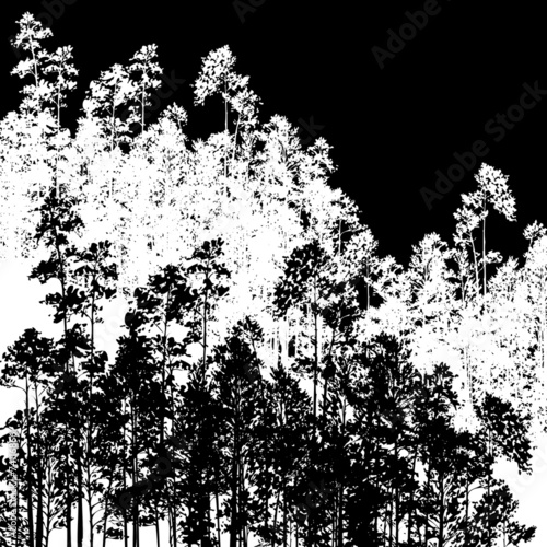 landscape with pine trees