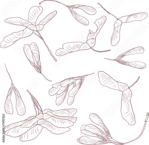 linear drawing seeds of maple