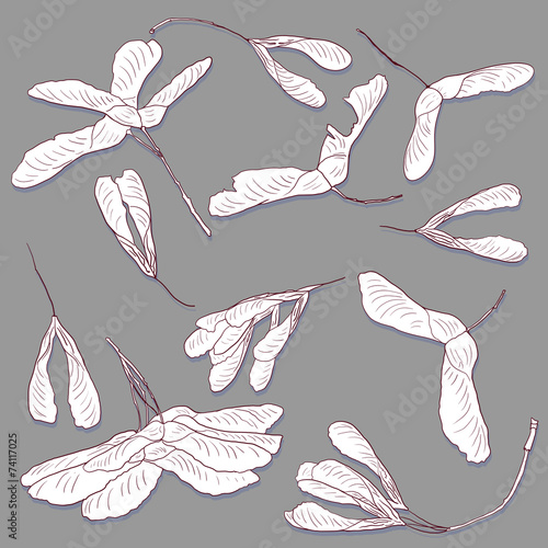 linear drawing seeds of maple