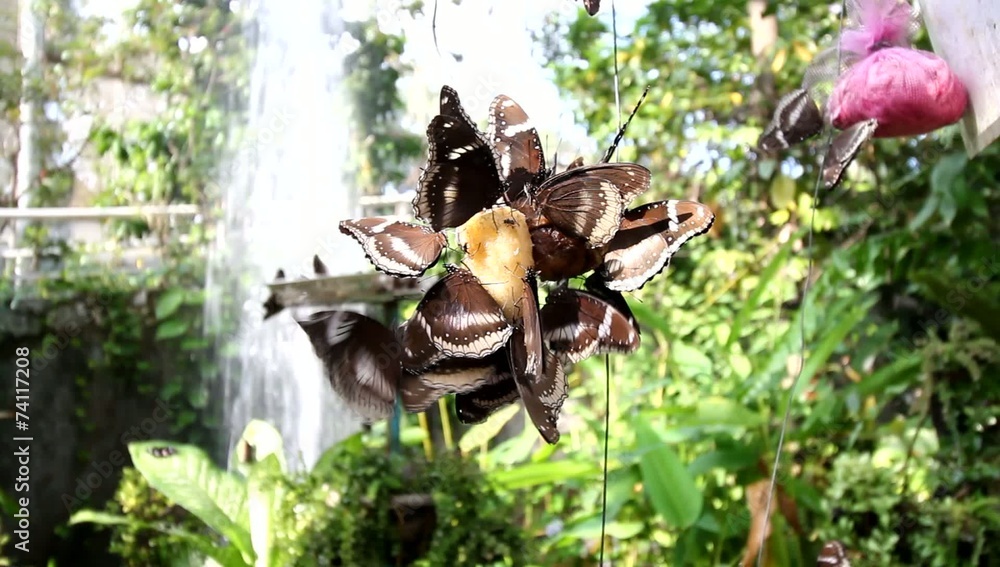 A group of butterflies eating A group of butterflies eating