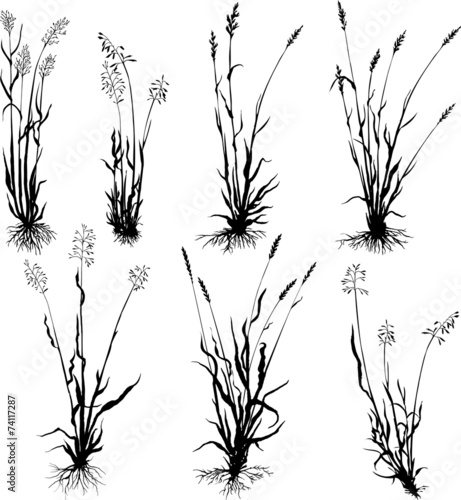 Set of grass silhouettes