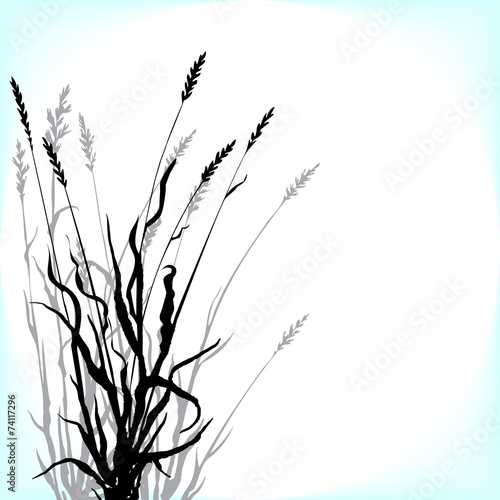 Silhouettes of grass