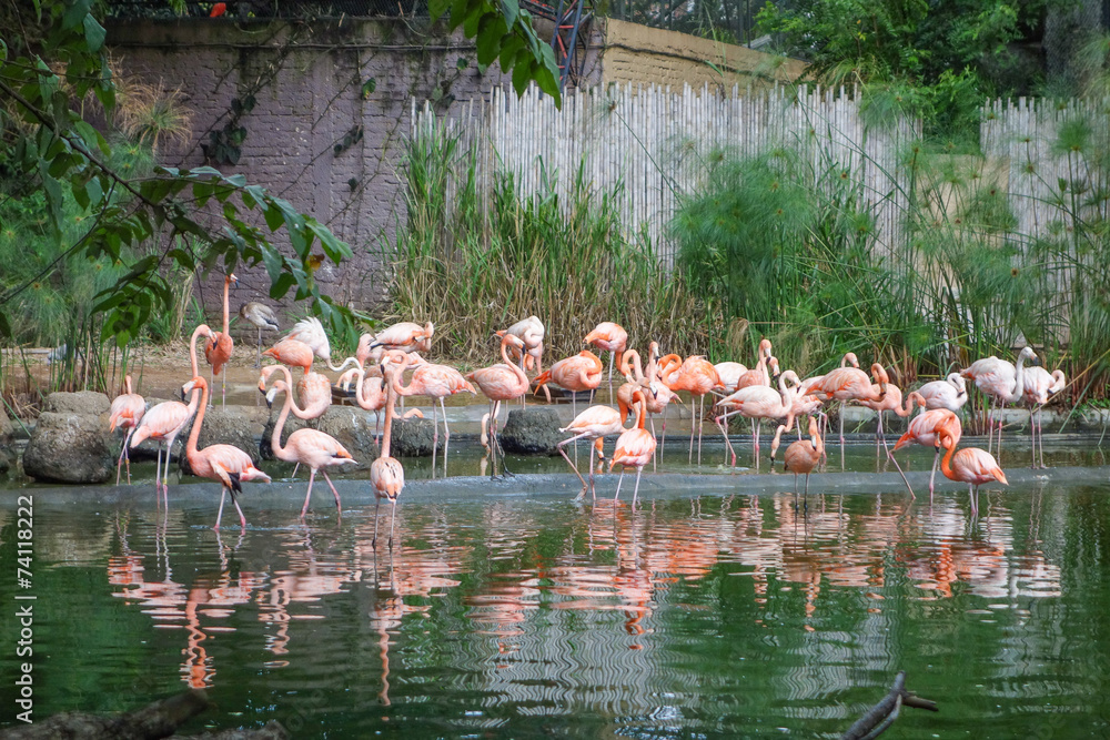 Fototapeta Flamingo bird in a pond