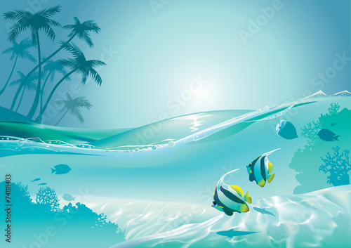 Photography Island fish