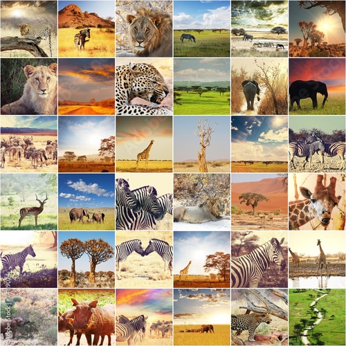 Photography African safari
