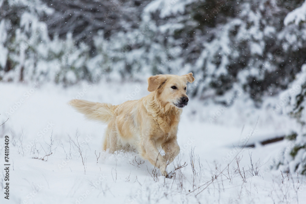 Retriever in winter forest