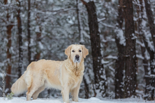 Retriever in winter forest