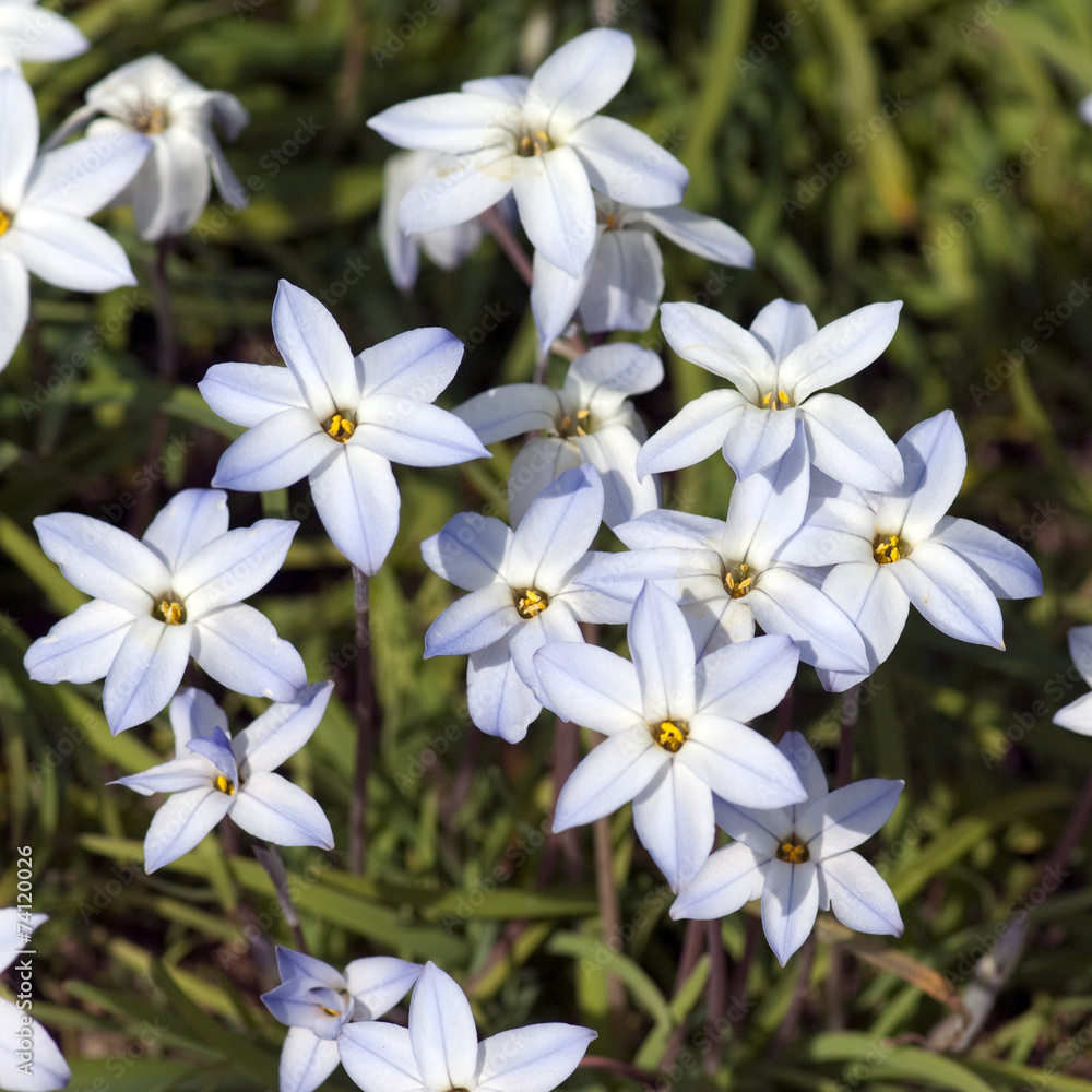 Obraz premium Fruehlingssternblume, Ipheion uniflorum,