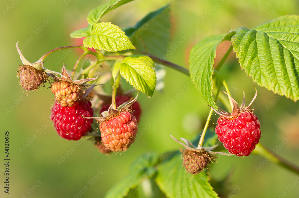 Branch of a red raspberry Branch of a red raspberry