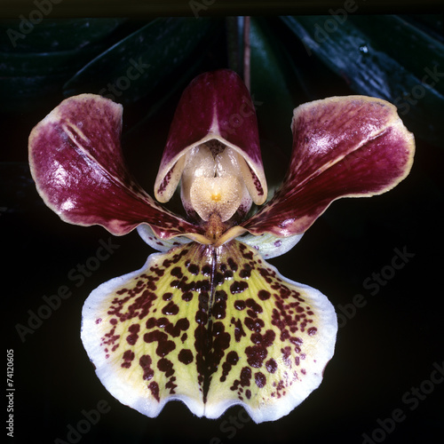 Frauenschuh, Paphiopedilum, photo