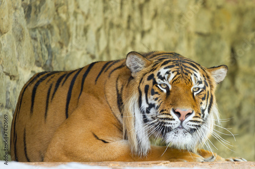 Siberian Tiger