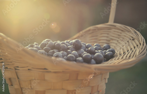 Blueberry basket