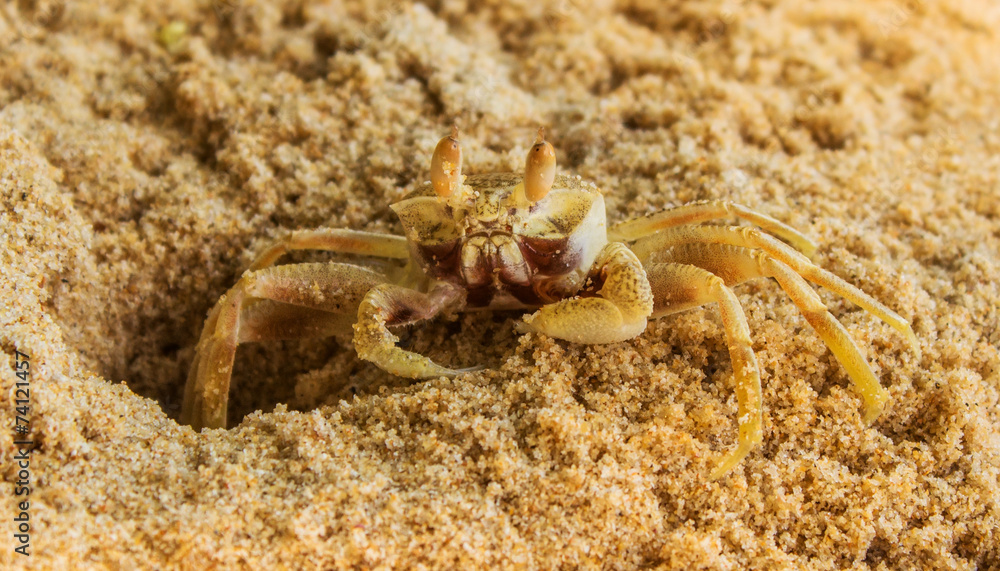 Crab on the sand