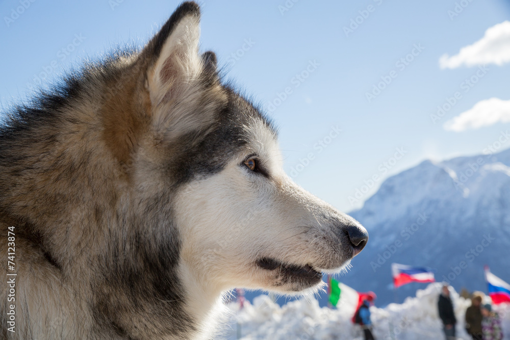 Naklejka premium Alaskan Malamute in the snow