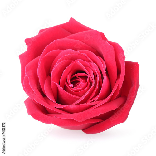 red rose isolated on white background