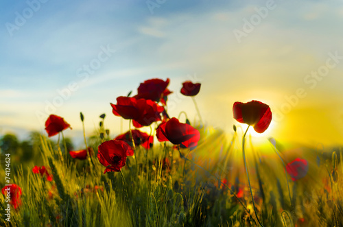 Fototapeta Naklejka Na Ścianę i Meble -  poppy