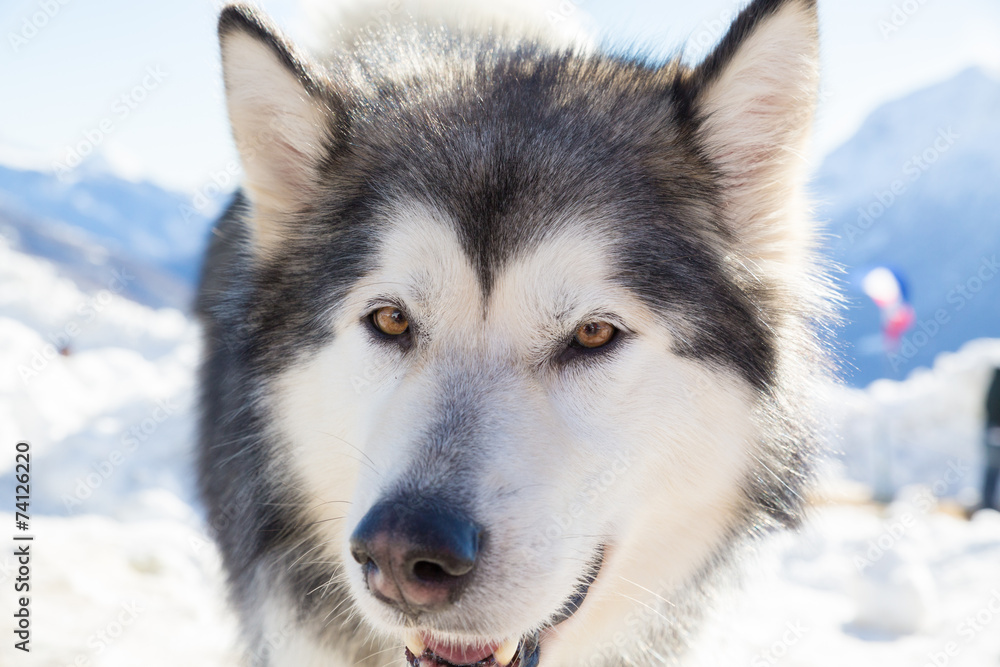 Alaskan Malamute in the snow