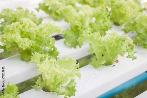 Green coral plants on hydrophonic farm photo