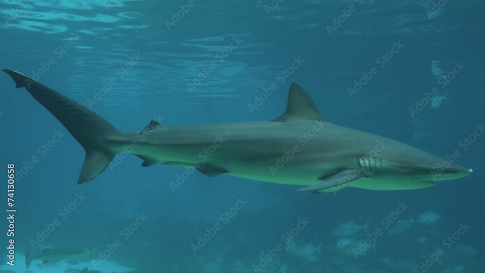Grey reef shark swim under water Grey reef shark swim under water