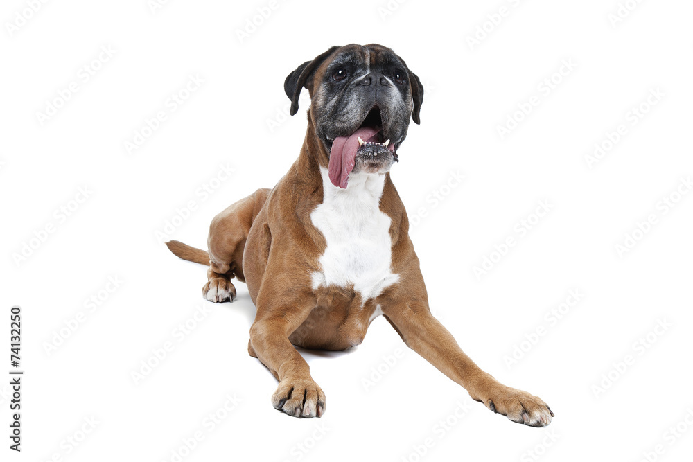 old brown boxer Boxer dog in front of a white background