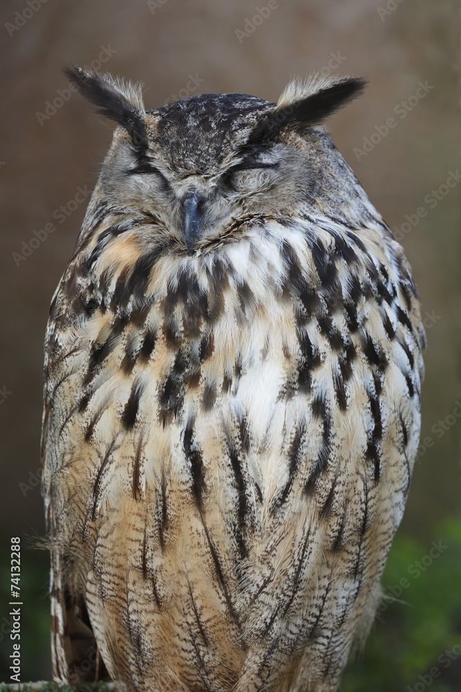 Fototapeta premium Eurasian eagle owl
