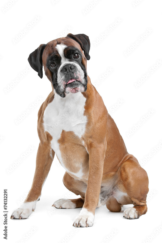 Boxer dog in front of a white background