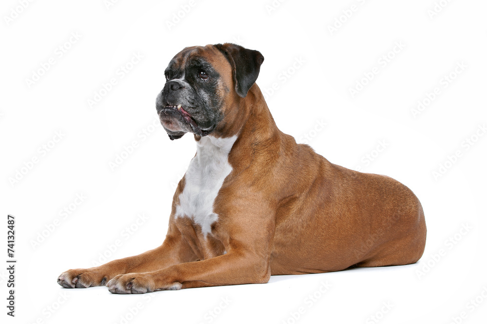 Boxer dog in front of a white background Boxer dog in front of a white background