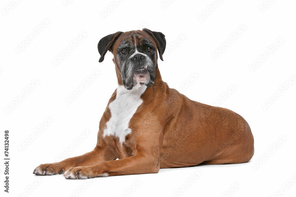 Boxer dog in front of a white background Boxer dog in front of a white background