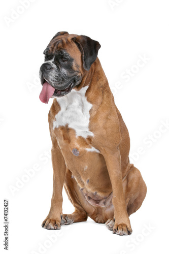 Boxer dog in front of a white background © Erik Lam