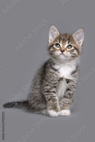little grey tabby kitten © Erik Lam