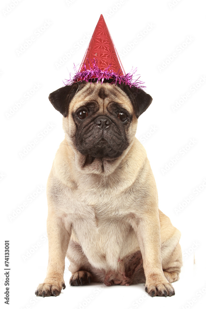 cute Pug dog with hat on white background