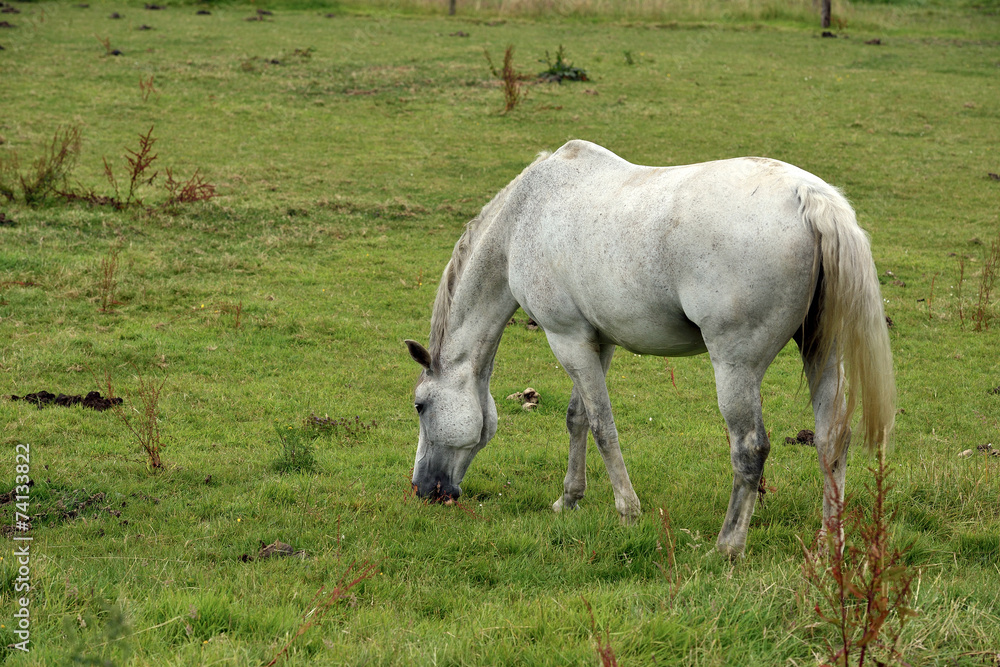 A White Horse A White Horse