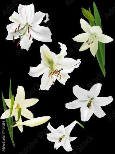 Fototapeta Naklejka Na Ścianę i Meble -  set of six white lily flowers isolated on black