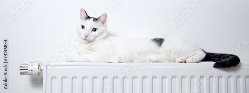 Fotografie Katze liegt auf der heizung